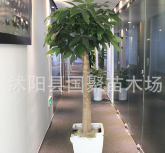 發財樹盆景 獨桿發財樹 麻花辨發財樹 興旺植物 盆栽大發財樹