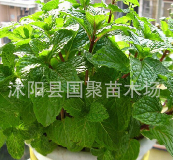 批發(fā) 薄荷盆栽 清涼醒腦提神 檸檬薄荷