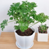 基地直銷驅(qū)蚊草 室內(nèi)盆栽植物 香葉天竺葵 驅(qū)蚊效果好