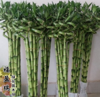 批發富貴竹 發財竹 紫竹轉運竹水培花卉規格齊全大量出售
