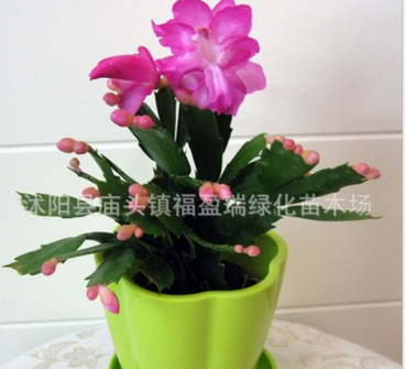 室內外盆栽綠植四季常青觀葉花卉 蟹爪蘭 凈化空氣當年開花大苗