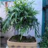 供應庭院栽培小型竹子 佛肚竹凈化空氣植物 量大優惠