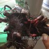 批發優質芍藥花苗 種根 綠化植物
