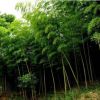 基地批發優質生態竹子 食用竹子 綠化工程竹子