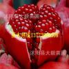 苗木基地批發 石榴 80公分高左右 花紅果大甜