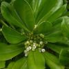出售花卉苗木種子 海桐種子海桐花 山礬 林木種子 綠化種子