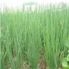 四季小香蔥種子 庭院蔬菜種子 種菜菜籽 四季播種 香蔥種子