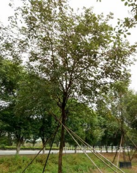 黃花風(fēng)鈴木　15－16分　多花　苗木　植物　報價　樓盤花木