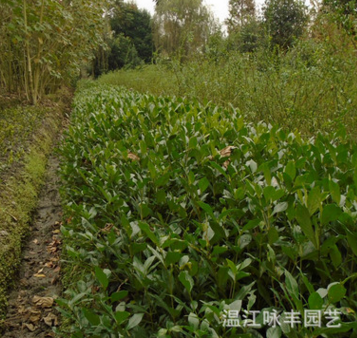 0.80，規格齊全，歡迎選購。