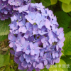 四川繡球花成都繡球花綿陽繡球花南充八仙花貴州繡球花貴陽繡球花