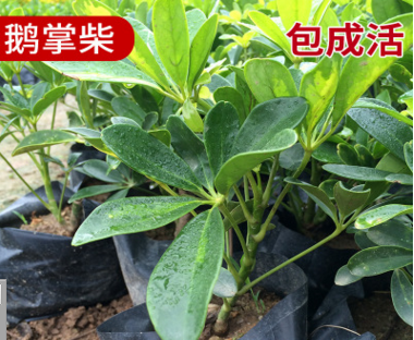 長期供應(yīng) 馬口綠化苗木 生態(tài)鵝掌柴 漳州鴨腳木