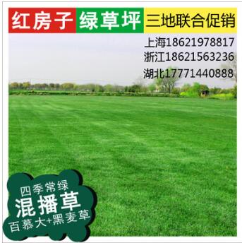 上海草皮批發 基地直銷冷季型混播草坪卷 、園林綠化草坪