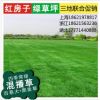上海草皮批發 基地直銷冷季型混播草坪卷 、園林綠化草坪