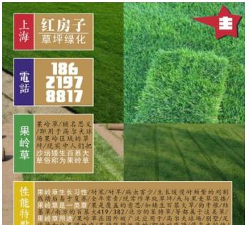 綠化用草坪 選矮生百慕大 又叫果嶺草 草質(zhì)優(yōu)美易管理維護(hù)