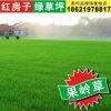 【嘉興草坪】天然草皮卷 價格實惠 上海紅房子草坪種植基地直銷