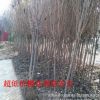 供應櫻花 早櫻 晚櫻 日本櫻花 批發 規格齊全 供應各種綠化樹
