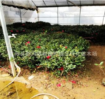 優質茶梅球 大量供應茶梅球 茶梅球 茶梅
