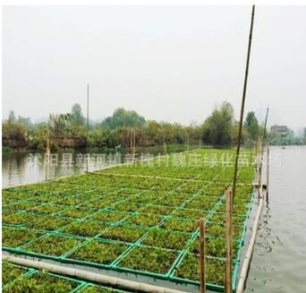 優質水芹 水英 細本山芹菜 牛草 楚葵 刀芹 蜀芹 供應水生植物