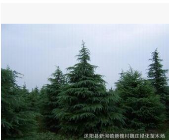 超低價供應雪松樹-雪松苗-雪松樹苗 松樹苗 1米 其他規格齊