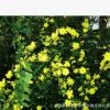 低價 迎春花 垂吊攀援花卉 庭院植物 綠化 綠籬