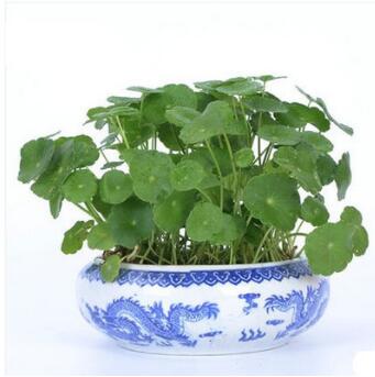 家居桌面盆栽植物花卉 銅錢草花苗 金錢草 超好養(yǎng) 可水培基地直銷