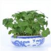 家居桌面盆栽植物花卉 銅錢草花苗 金錢草 超好養 可水培基地直銷