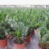 金錢樹盆栽 室內盆栽 觀葉植物 花卉綠植 凈化空氣 觀賞植物