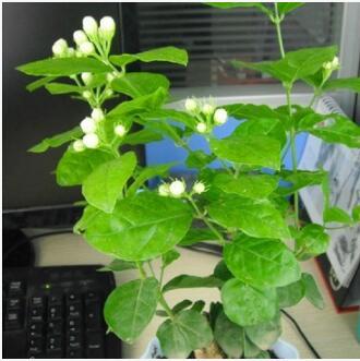 盆栽花卉 好一朵美麗的茉莉花盆栽苗 白色茉莉花 芳香四溢多規(guī)格