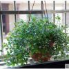 批發千葉吊蘭盆景花卉千葉蘭 吊蘭植物 克星 盆栽室內 室內植物