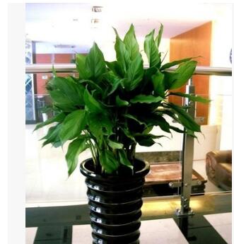 萬年青大型室內辦公室盆栽花卉綠植大葉萬年青 健康長壽 凈化空氣