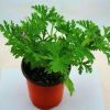 驅(qū)蚊草盆栽夏季具有驅(qū)蚊效果 室內(nèi)庭院食蟲草驅(qū)蚊草盆栽大苗