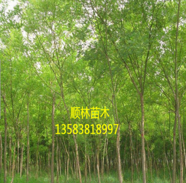 出售速生國(guó)槐 山東哪里賣速生國(guó)槐 基地直供各種規(guī)格速生國(guó)槐$