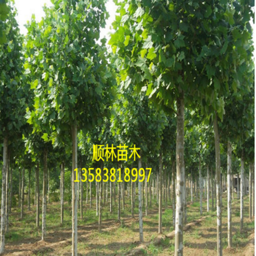 出售山東法桐樹苗 適應(yīng)性強(qiáng)速生法桐樹苗 質(zhì)優(yōu)價(jià)廉速生法桐$