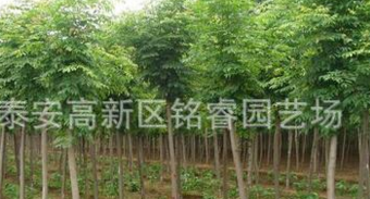國槐山東國槐價格3-9公分國槐哪里賣泰安國槐批發綠化苗木