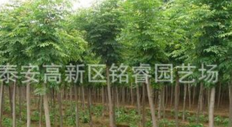 國槐苗哪里買國槐苗價格國槐苗批發國槐苗大型基地
