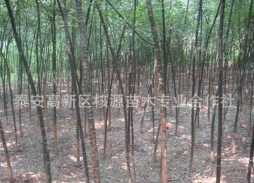 大量供應國槐，速生國槐，大小規格國槐