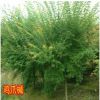 雞爪槭漆苗槭樹青楓小苗盆栽庭院種植苗圃直銷槭樹雞爪楓紅楓批發(fā)