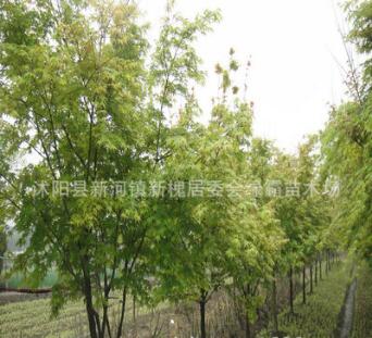 批發(fā)優(yōu)質(zhì)雞爪槭 雞爪槭小苗 綠化苗木蘇北雞爪槭基地