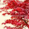 大量批發(fā)日本紅楓美國紅楓四季紅楓樹苗品種純正規(guī)格齊全