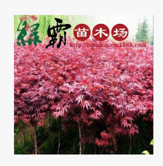 基地直銷 優質紅楓綠化苗木紅楓小苗本紅楓 規格齊全 量大優惠