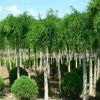 基地直銷綠化苗木 龍爪槐 工程苗 垂槐 行道樹 規格齊全