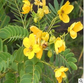 優(yōu)質(zhì)林木種子批發(fā) 黃槐種子 黃花槐種子 觀花植物 彩色樹種