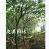 供應廣玉蘭 紫薇 合歡 黃楊 大葉黃楊 蜀檜 紅楓 垂絲海棠等花木