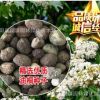 新木種子新采優質油桐種子油桐樹種子桐油樹種子千年桐種子桐油樹