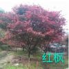 紅楓 中國(guó)紅楓灌木花卉 園林綠化 常綠喬木