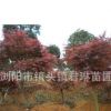 供應(yīng)綠化苗木紅楓 美國(guó)紅楓 紅楓小苗 規(guī)格齊全 喬木