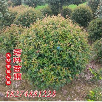 低價供應 紅葉石楠球 耐寒耐高溫