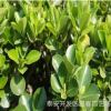 批發(fā)1米1.5米2米北海道黃楊 1米高北海道黃楊價(jià)格 北海道產(chǎn)地