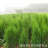 苗圃大面積側(cè)柏種植 營(yíng)養(yǎng)缽