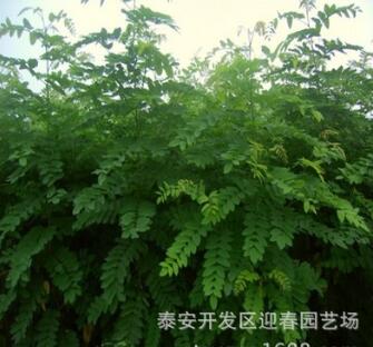 供應(yīng)各種苗木 種苗 基地直銷 優(yōu)質(zhì) 刺槐樹苗 價格優(yōu)惠